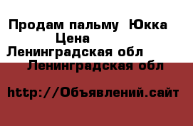 Продам пальму “Юкка“. › Цена ­ 2 000 - Ленинградская обл.  »    . Ленинградская обл.